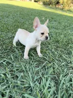 Daisy, a female French Bulldog for sale in Merced, CA – 2 of 7