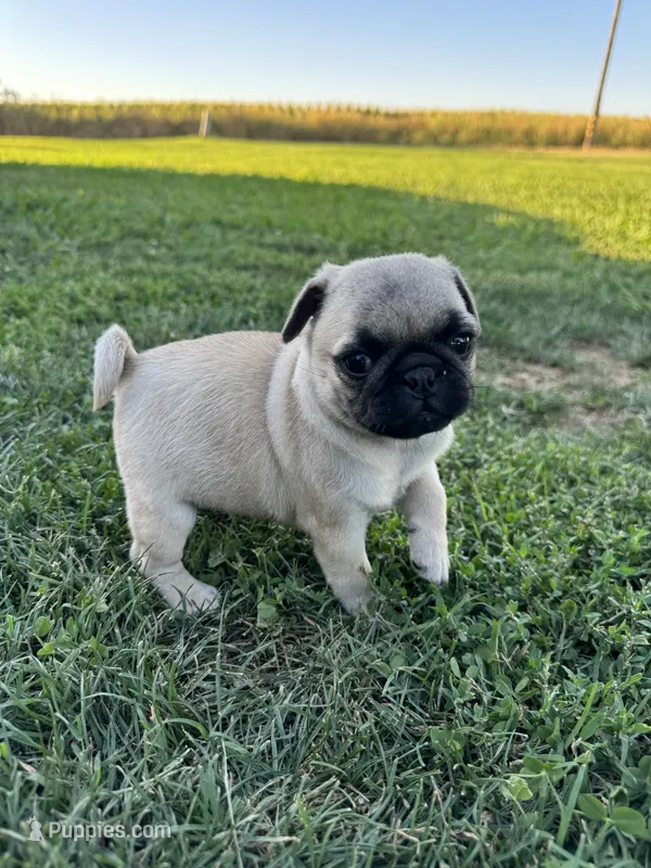 Pugsley – Pug puppy for sale in Merced, CA