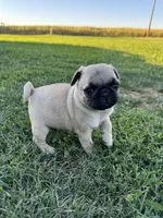 Pugsley, a male Pug for sale in Merced, CA – 1 of 6