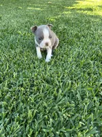 Max, a male Boston Terrier for sale in Merced, CA – 3 of 3