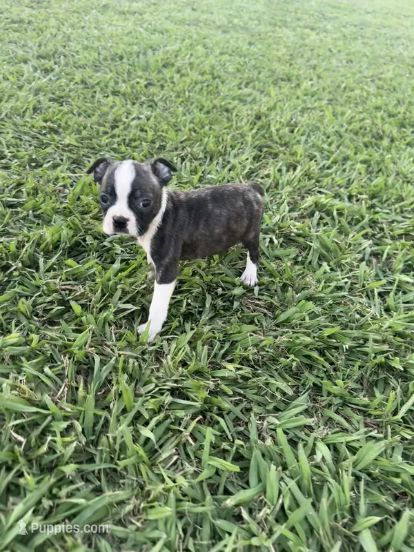Lola – Boston Terrier puppy for sale in Merced, CA