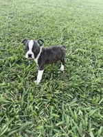 Lola, a female Boston Terrier for sale in Merced, CA – 1 of 6