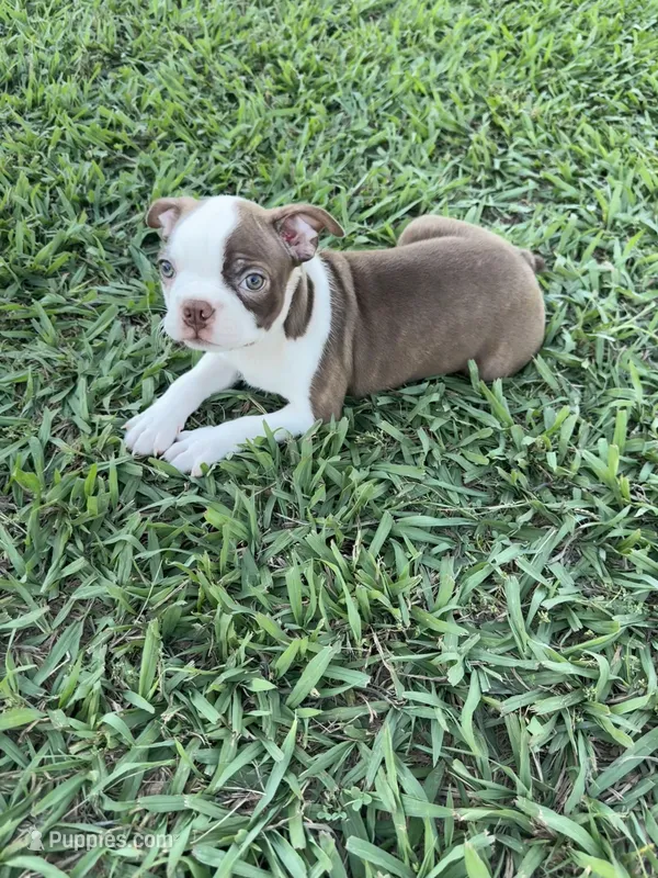 Cooper – Boston Terrier puppy for sale in Merced, CA