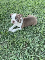 Cooper, a male Boston Terrier for sale in Merced, CA – 1 of 5
