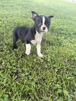 Bailey , a female Boston Terrier for sale in Merced, CA – Photo 4 of 5