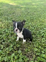 Bailey , a female Boston Terrier for sale in Merced, CA – Photo 5 of 5