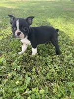 Bailey , a female Boston Terrier for sale in Merced, CA – Photo 2 of 5