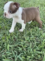 Roxie , a female Boston Terrier for sale in Merced, CA – 4 of 8