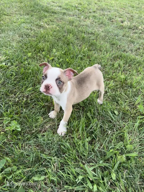 Rocky  – Boston Terrier puppy for sale in Merced, CA
