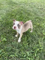 Rocky , a male Boston Terrier for sale in Merced, CA – 1 of 4