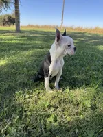 Bandit , a male Boston Terrier for sale in Merced, CA – 5 of 8