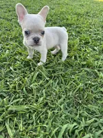 Charlie , a male French Bulldog for sale in Merced, CA – 9 of 9