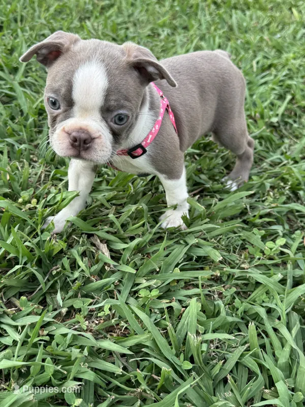 Nova  – Boston Terrier puppy for sale in Merced, CA