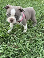 Nova , a female Boston Terrier for sale in Merced, CA – 1 of 9