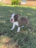 Bingo, a male Boston Terrier for sale in Merced, CA – 3 of 6