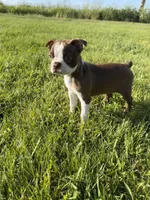 Bailey , a female Boston Terrier for sale in Merced, CA – Photo 1 of 10