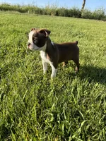 Bailey , a female Boston Terrier for sale in Merced, CA – Photo 10 of 10