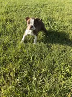 Bailey , a female Boston Terrier for sale in Merced, CA – Photo 6 of 10