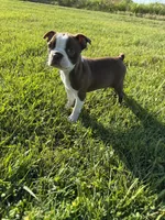 Bailey , a female Boston Terrier for sale in Merced, CA – Photo 7 of 10