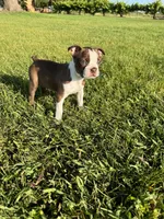 Bailey , a female Boston Terrier for sale in Merced, CA – Photo 8 of 10