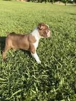 Bailey , a female Boston Terrier for sale in Merced, CA – Photo 2 of 10