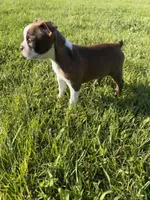Bailey , a female Boston Terrier for sale in Merced, CA – Photo 4 of 10