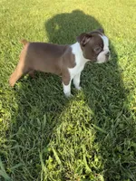 Bailey , a female Boston Terrier for sale in Merced, CA – Photo 9 of 10