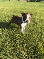 Bailey , a female Boston Terrier for sale in Merced, CA – Photo 3 of 10