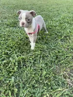 Stacy, a female Boston Terrier for sale in Merced, CA – 8 of 10