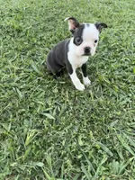 Bella, a female Boston Terrier for sale in Merced, CA – 3 of 6