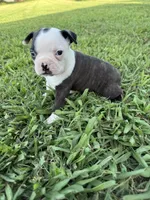 Bella, a female Boston Terrier for sale in Merced, CA – 6 of 6