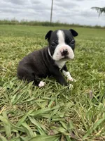 Max, a male Boston Terrier for sale in Merced, CA – Photo 8 of 9