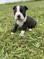 Max, a male Boston Terrier for sale in Merced, CA – Photo 4 of 9