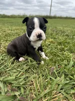 Max, a male Boston Terrier for sale in Merced, CA – Photo 6 of 9