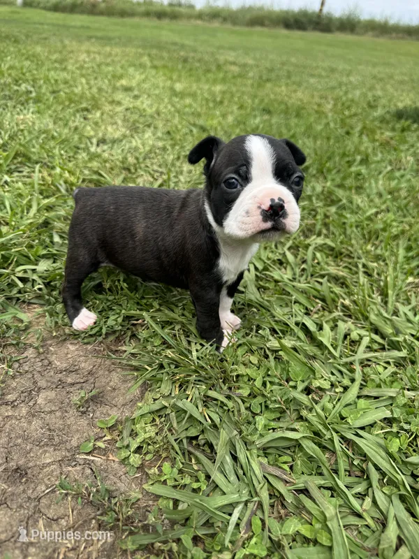 Max – Boston Terrier puppy for sale in Merced, CA
