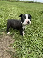 Max, a male Boston Terrier for sale in Merced, CA – Photo 1 of 9