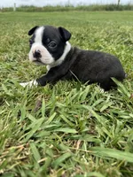 Max, a male Boston Terrier for sale in Merced, CA – Photo 7 of 9
