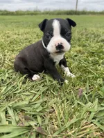 Max, a male Boston Terrier for sale in Merced, CA – Photo 3 of 9