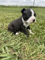 Max, a male Boston Terrier for sale in Merced, CA – Photo 5 of 9