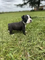 Max, a male Boston Terrier for sale in Merced, CA – Photo 9 of 9