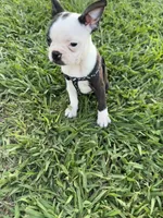 Bella, a female Boston Terrier for sale in Merced, CA – 7 of 8