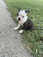 Bella, a female Boston Terrier for sale in Merced, CA – 5 of 6