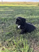 Teddy, a male Shih Tzu for sale in Merced, CA – 7 of 7