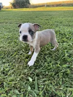 Bandit, a male Boston Terrier for sale in Merced, CA – 3 of 4