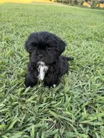 Teddy , a male Shih Tzu for sale in Merced, CA – 8 of 8