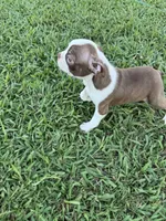Cooper, a male Boston Terrier for sale in Merced, CA – 5 of 5