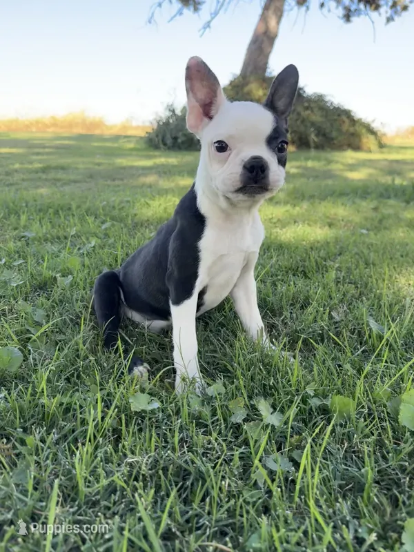 Bandit  – Boston Terrier puppy for sale in Merced, CA