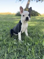 Bandit , a male Boston Terrier for sale in Merced, CA – 1 of 8