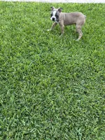 Charlie , a male Boston Terrier for sale in Merced, CA – 3 of 3