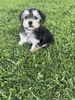 Stella, a female Shih Tzu and Yorkshire Terrier for sale in Merced, CA – 5 of 6